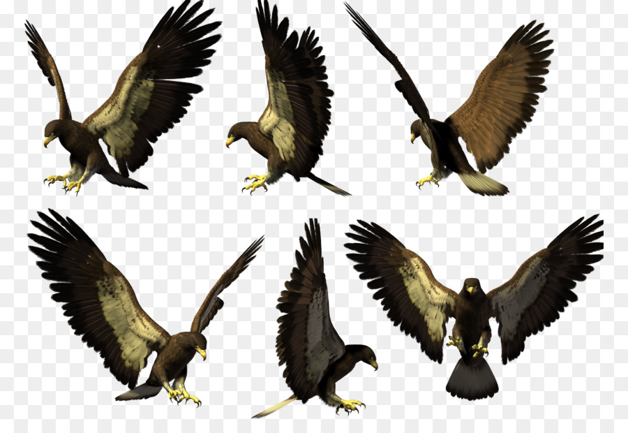 Aves，águila Calva PNG