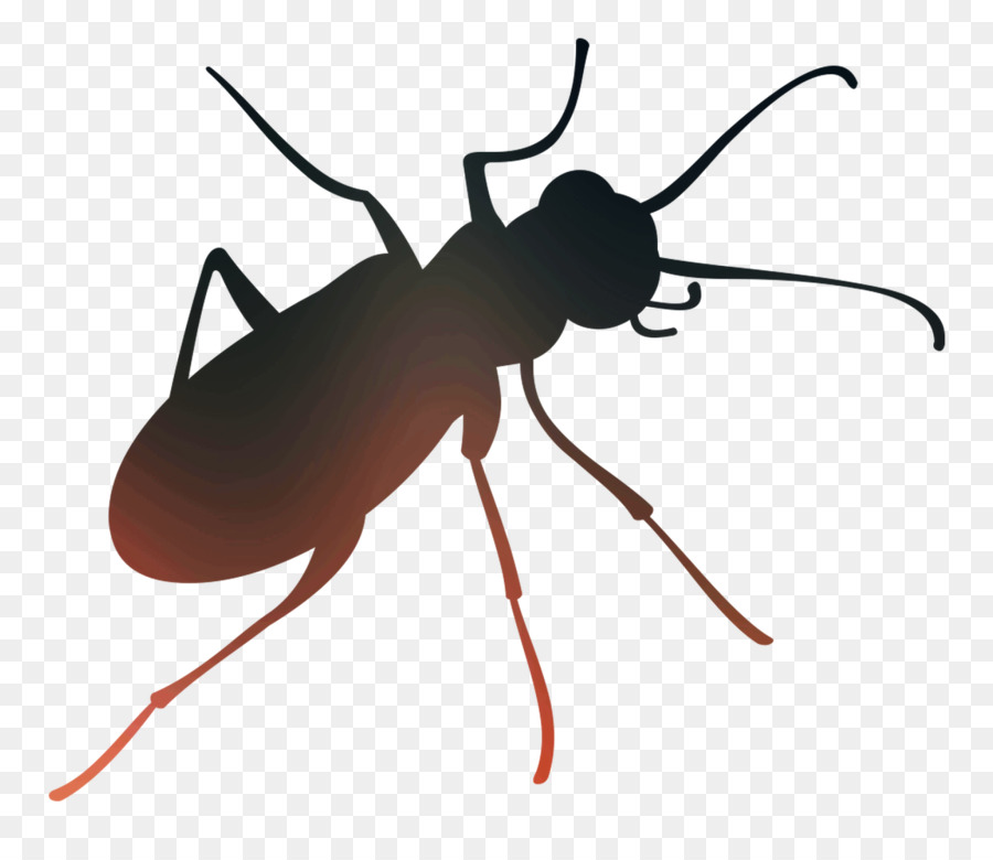 Silueta De Insecto，Bicho PNG