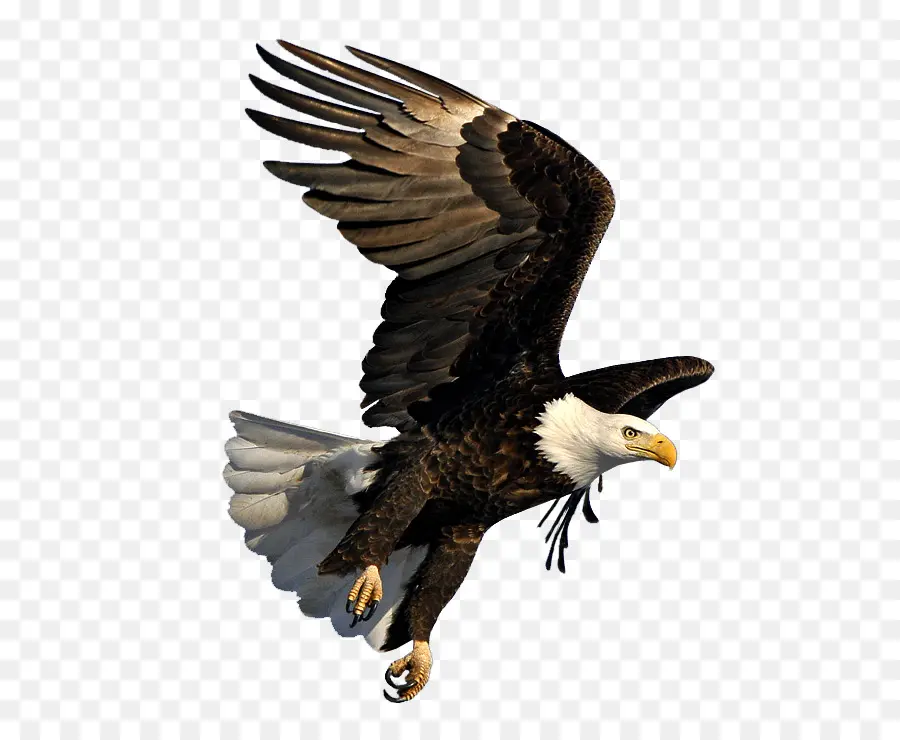 águila Calva，águila PNG