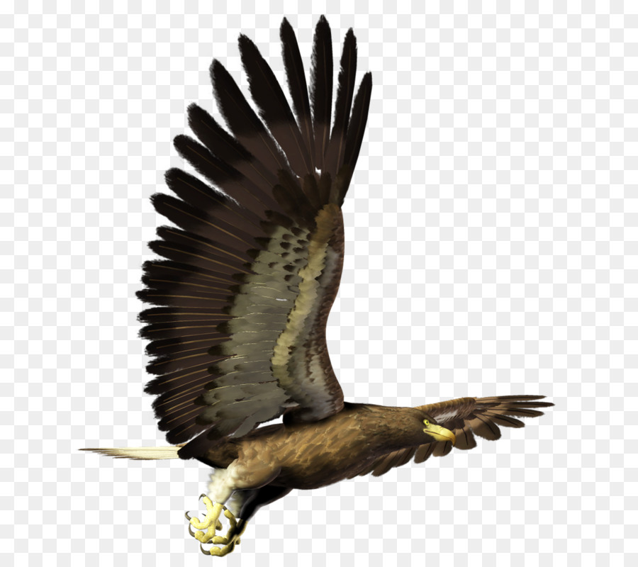 águila，Aves PNG