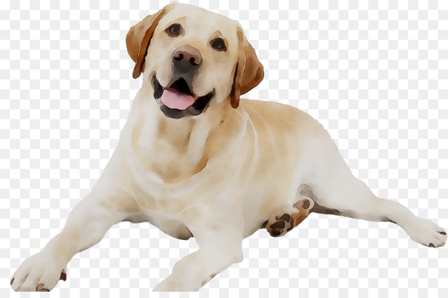 Labrador Retriever，Cachorro PNG