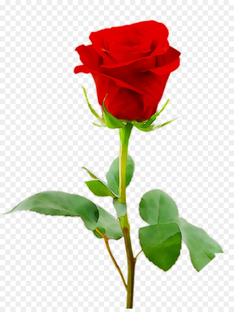 Rosa，Rojo PNG