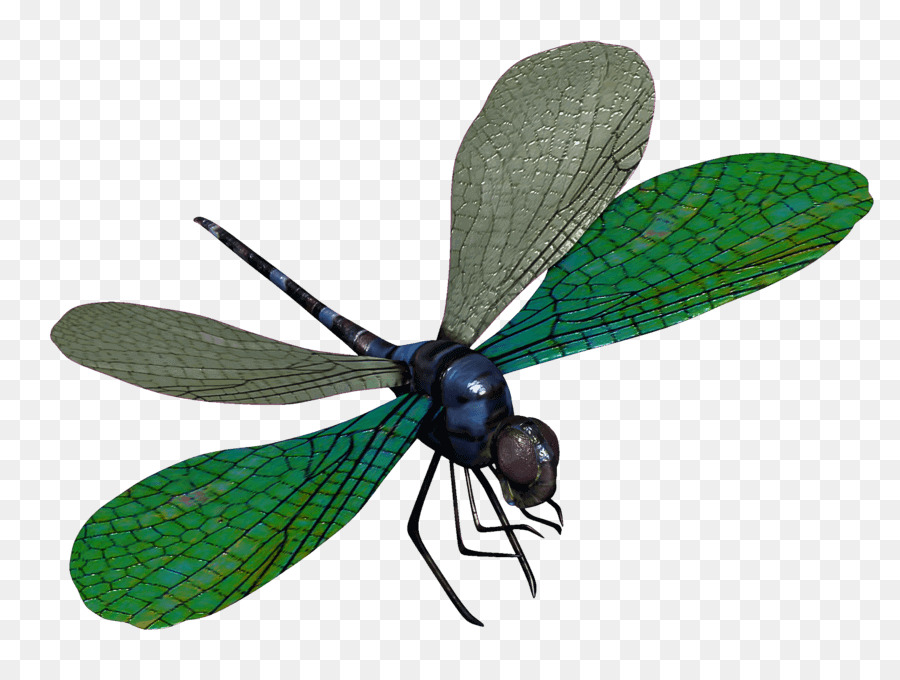 Libélula，Ala De Los Insectos PNG