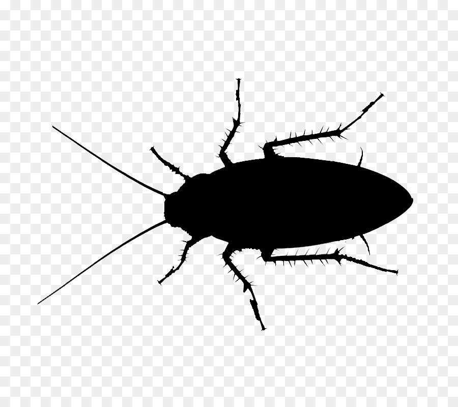 Cucaracha，Insecticida PNG