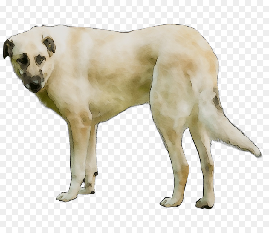 Raza De Perro，Rara Raza De Perro PNG