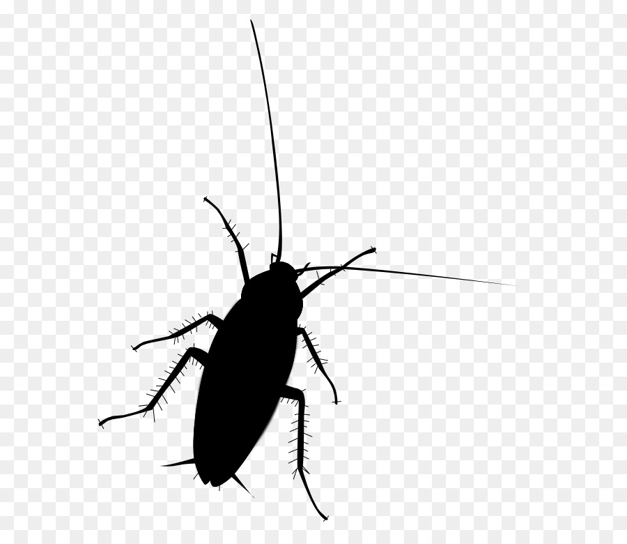 Cucaracha，Antenas PNG