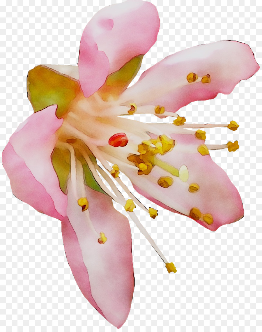 La Polilla De Las Orquídeas，Las Flores Cortadas PNG