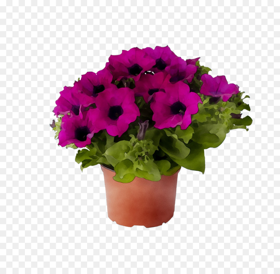 Jardín Phlox，Moss Phlox PNG