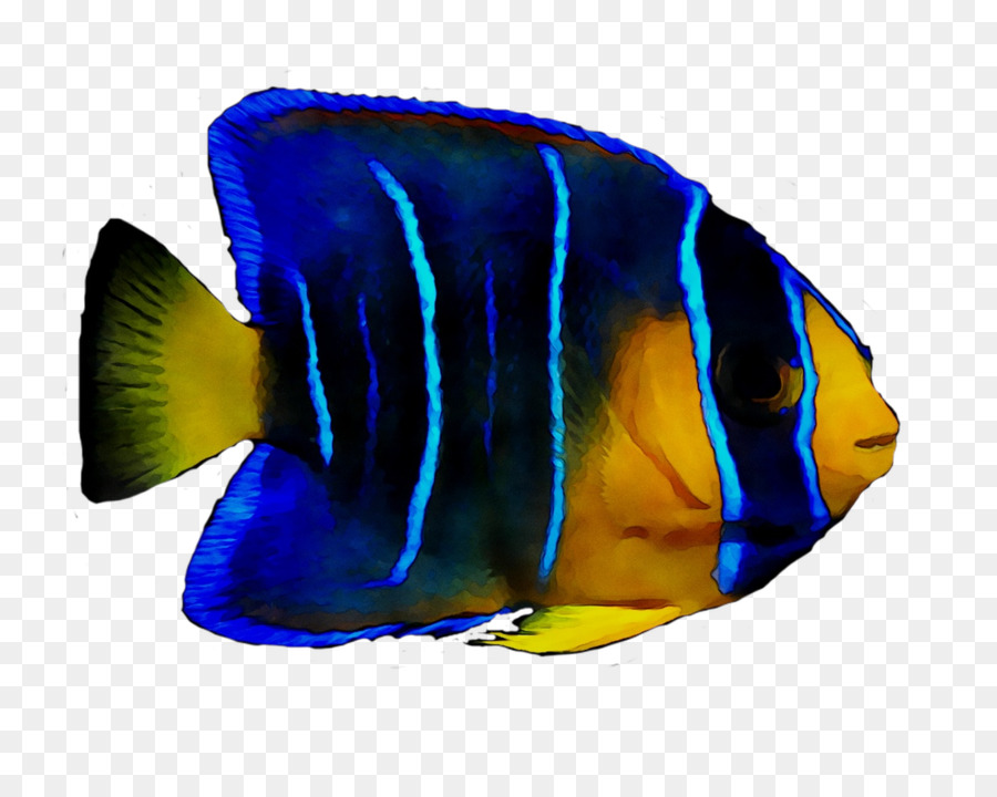 Peces De Arrecife De Coral，Biología Marina PNG