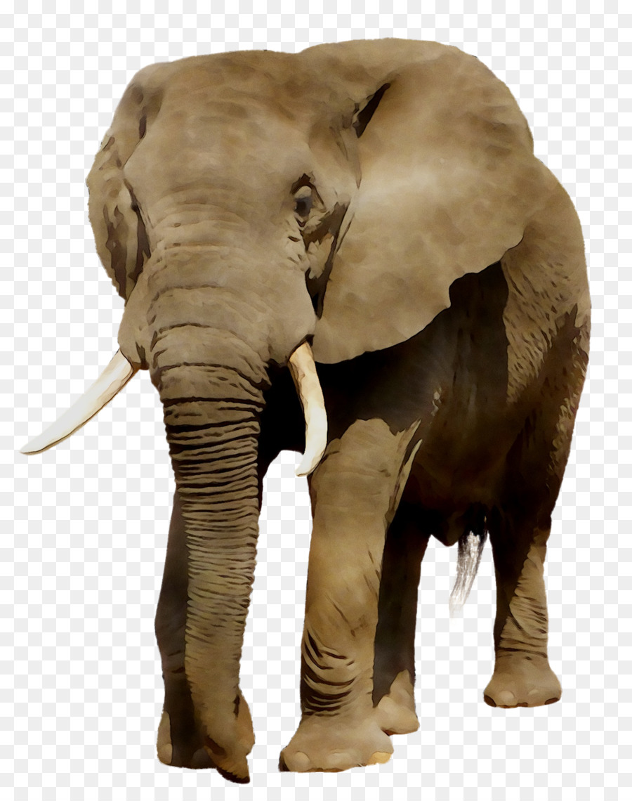 Elefante Indio，El Elefante Africano PNG