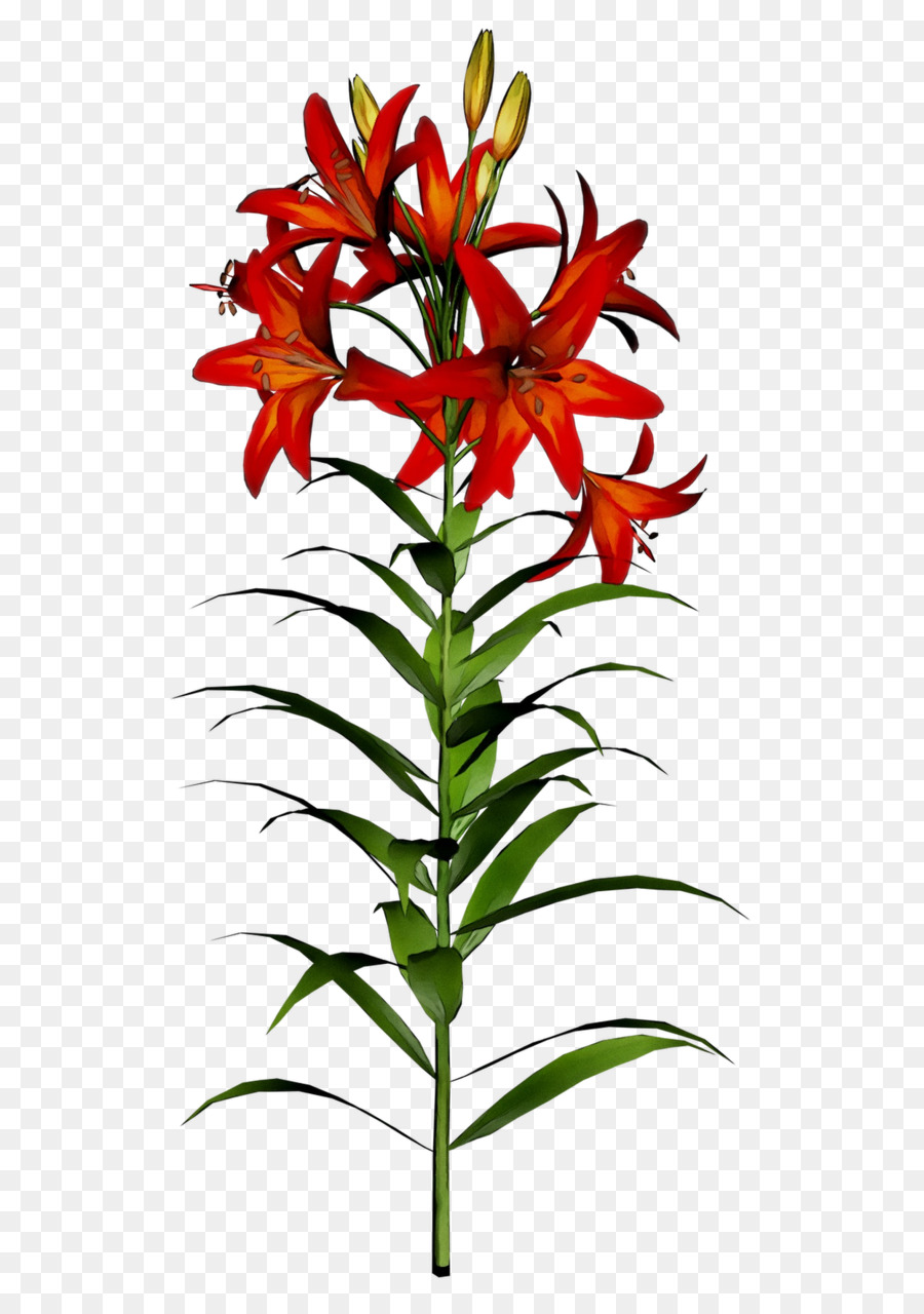 Lirio De Pascua，Flor PNG