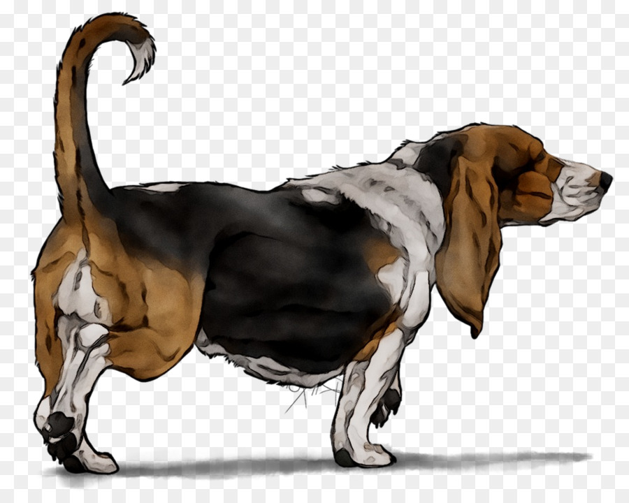 Basset Hound，Harrier PNG