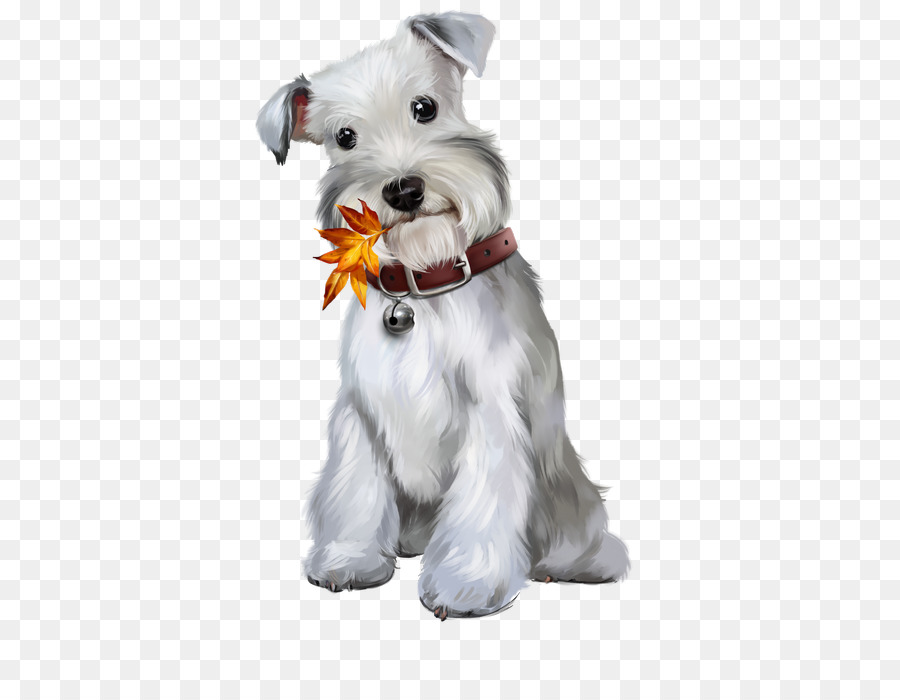 Schnauzer Miniatura，Schnauzer Estándar PNG