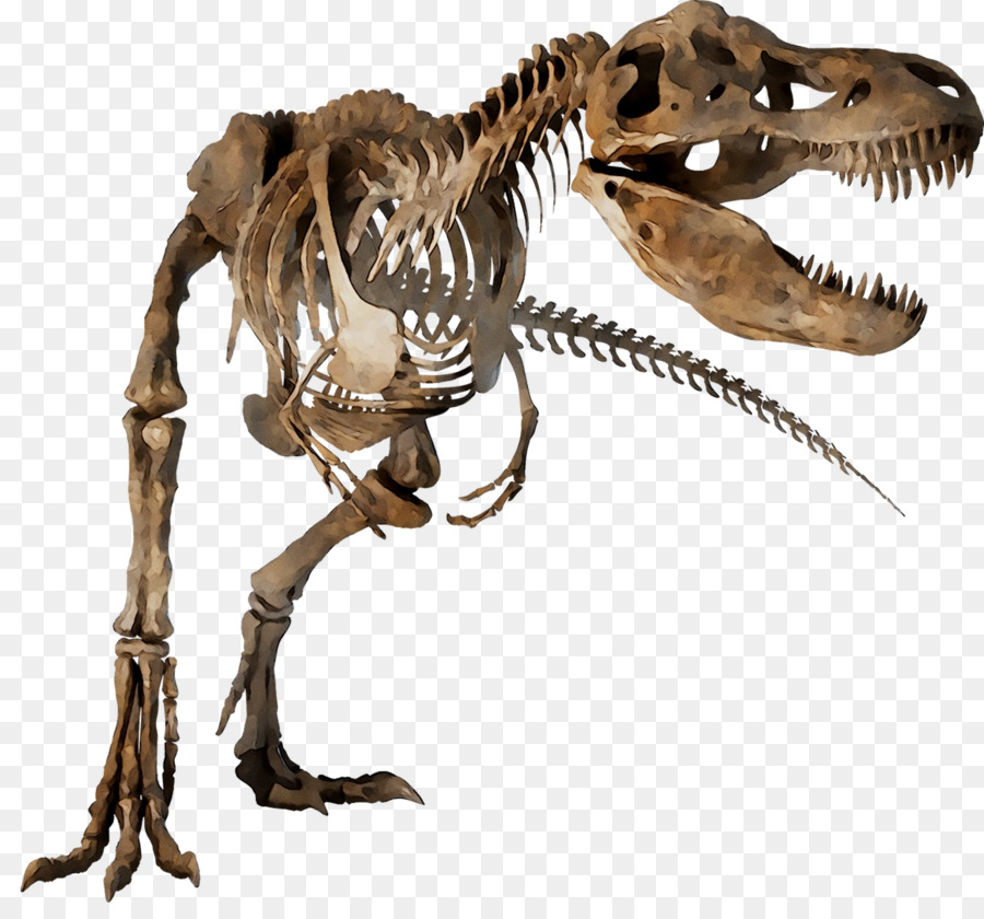 Velociraptor，Tyrannosaurus PNG