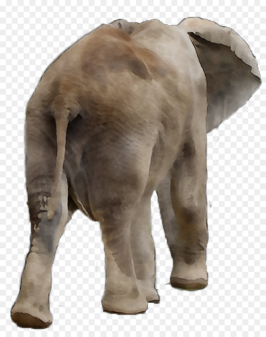 Elefante Indio，El Elefante Africano PNG