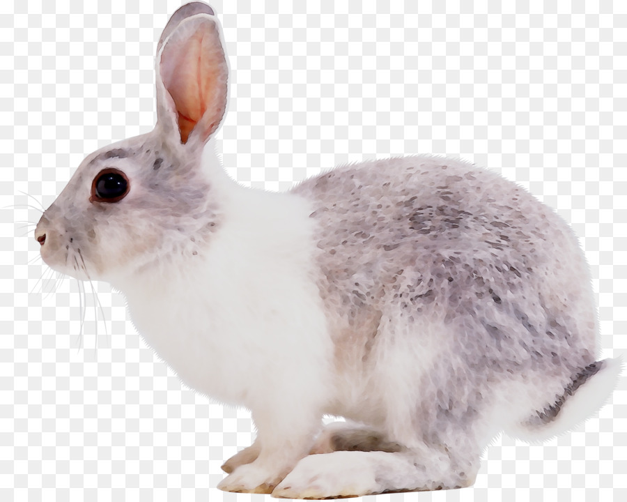 Conejo，Conejito PNG