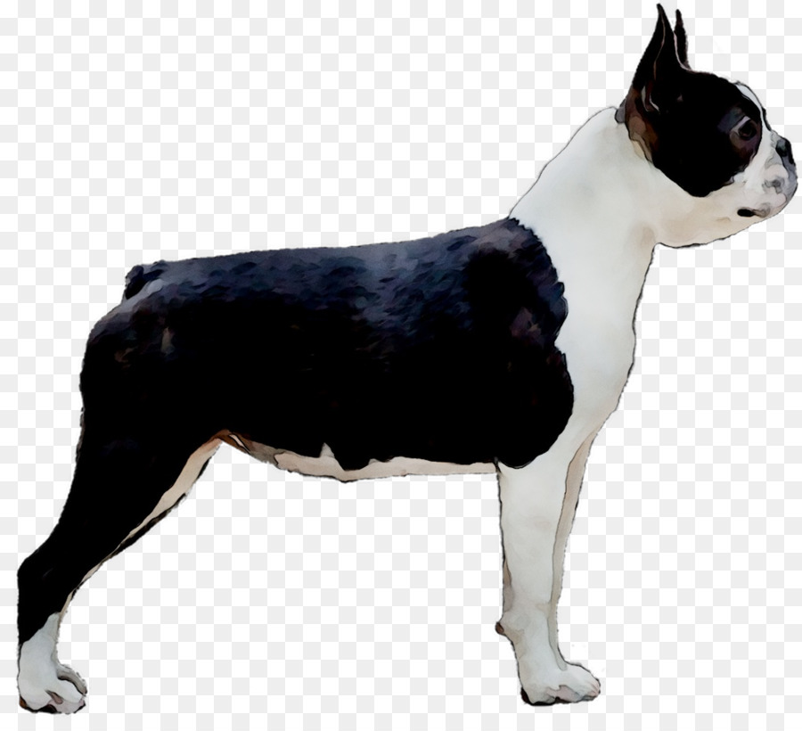 Terrier De Boston，Toy Bulldog PNG