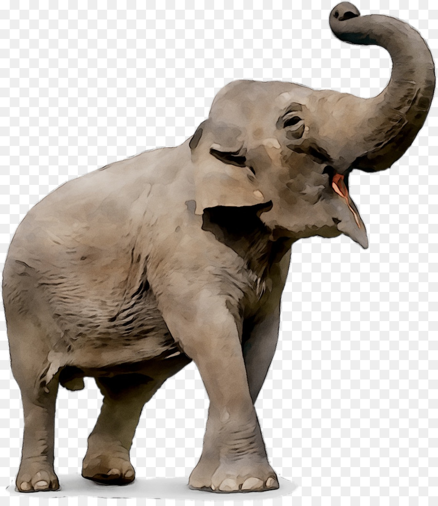 Elefante，Vistoso PNG