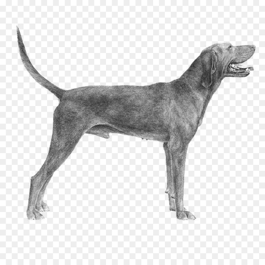 Plott Hound，Redbone Coonhound PNG