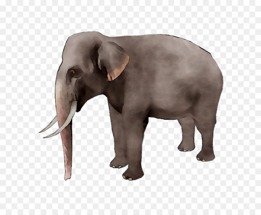 Elefante，Mamífero PNG