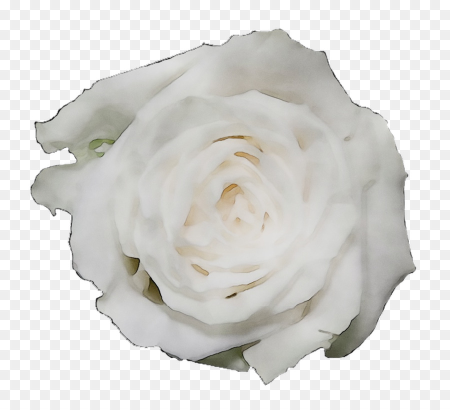 Rosa Blanca Y Negra，Rosa PNG