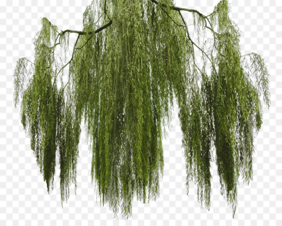 Árbol，Salix Matsudana PNG