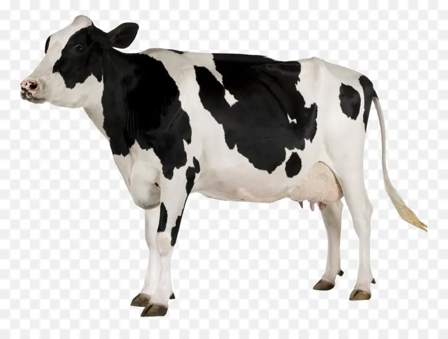 Ganado Holstein Friesian，Una Fotografía De Stock PNG