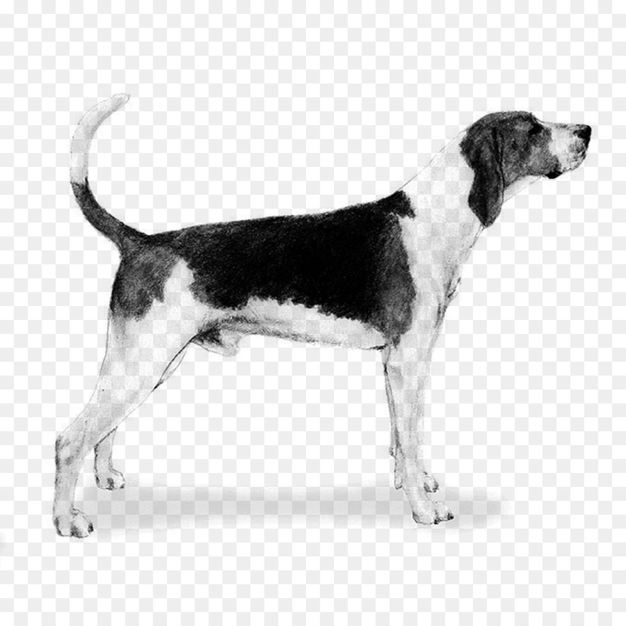 Perro，Mascota PNG