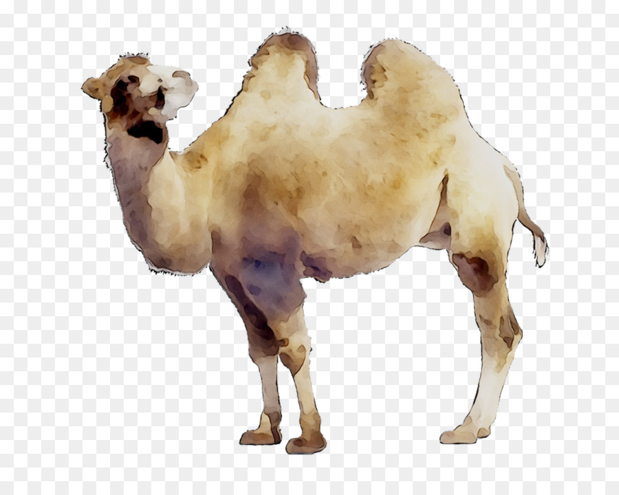 Camellos，Desierto PNG