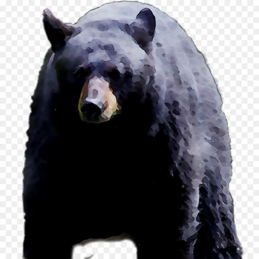 Grizzly Bear，El Oso Negro Americano PNG