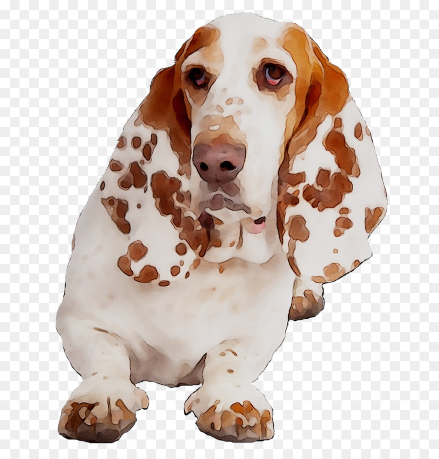 Basset Hound，Raza De Perro PNG