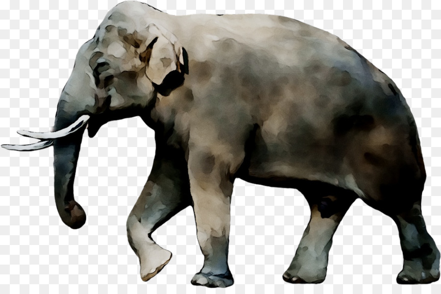 Elefante，Mamífero PNG