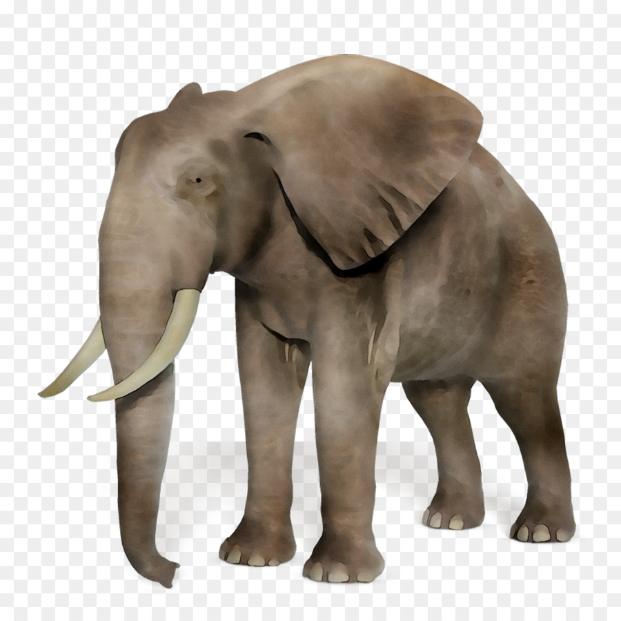 El Elefante Africano，Elefante Asiático PNG