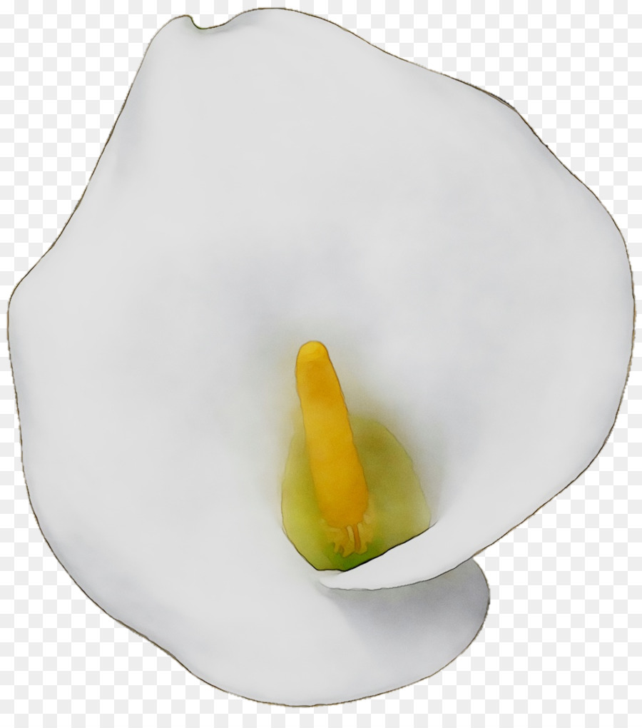 Lirio De Cala，Blanco PNG