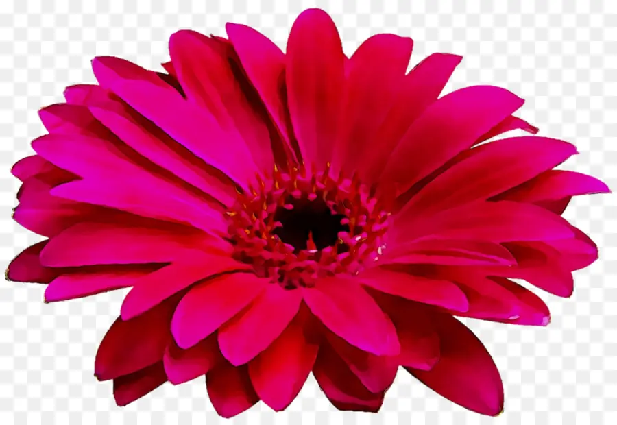 Transvaal Daisy，Crisantemo PNG