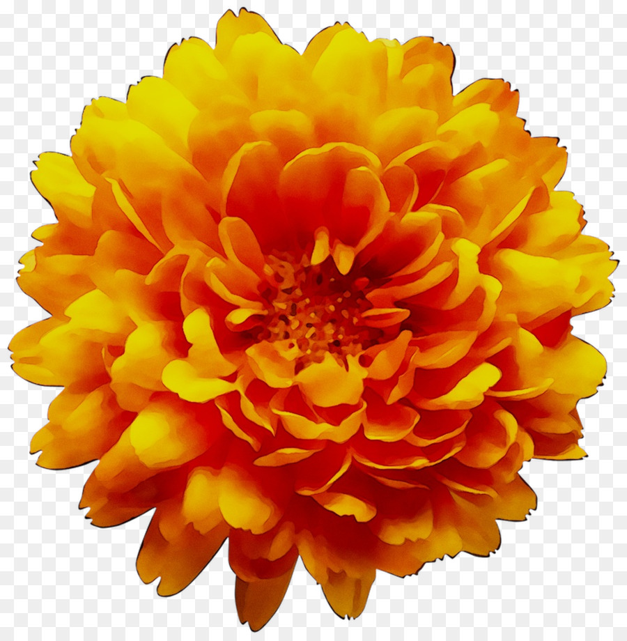 Crisantemo，Flor PNG