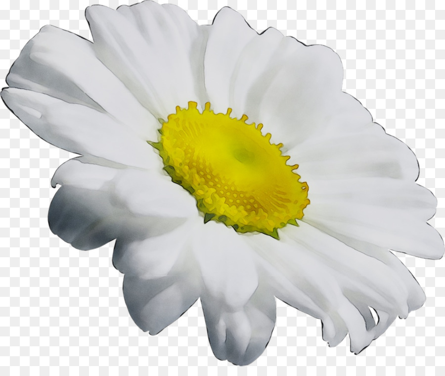 Margarita，Blanco PNG