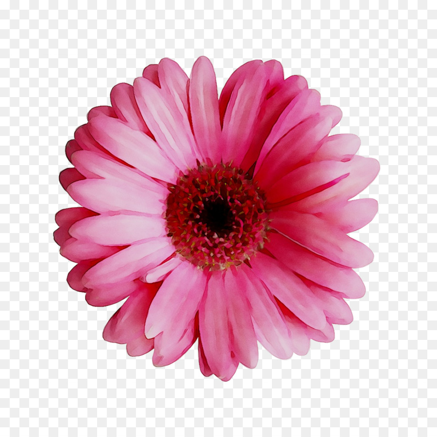 Flor，Floración PNG