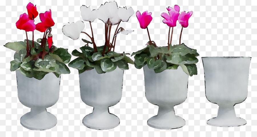 Cyclamen，Florero PNG