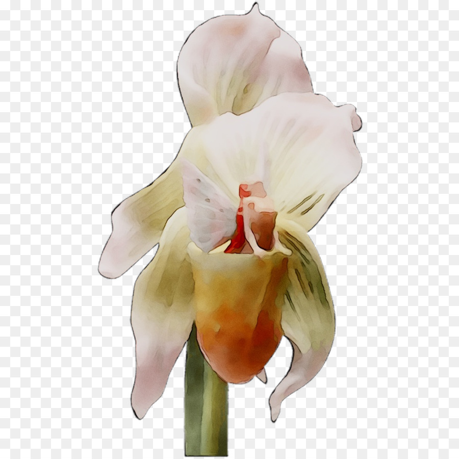 La Polilla De Las Orquídeas，Las Orquídeas Cattleya PNG