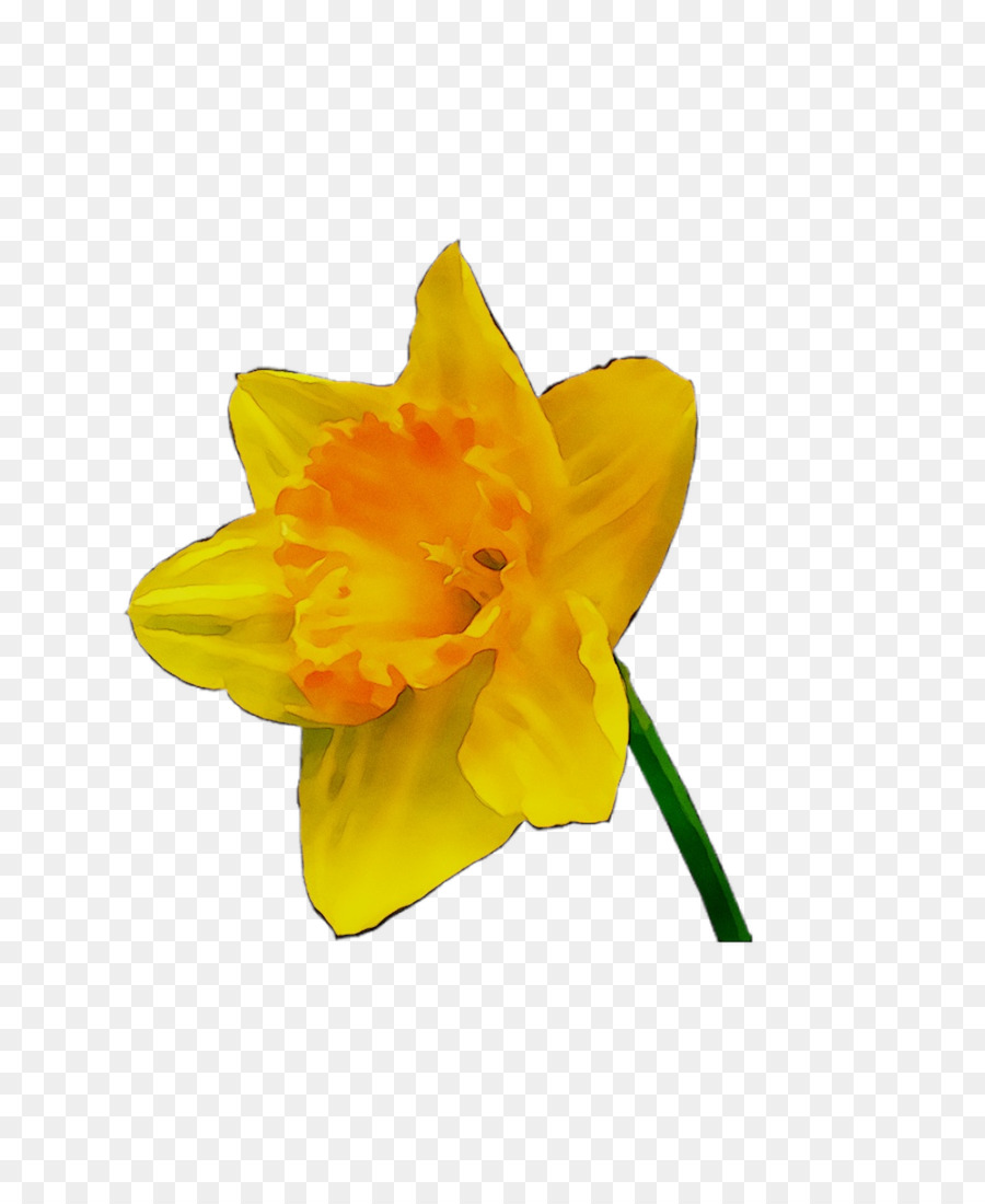 Narciso Amarillo，Primavera PNG