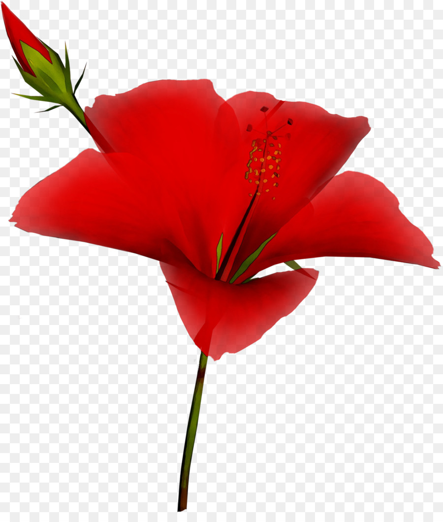 Flor Roja，Florecer PNG