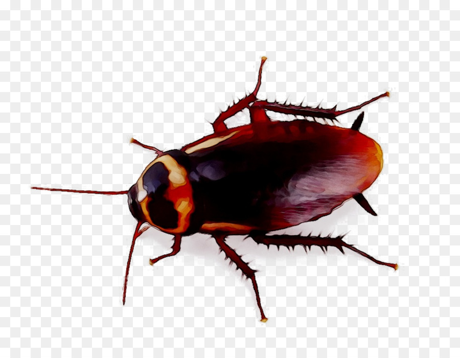 Cucaracha，De Plagas PNG