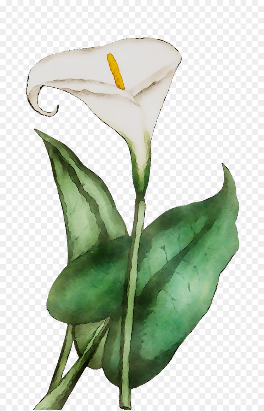 Flor Blanca，Florecer PNG