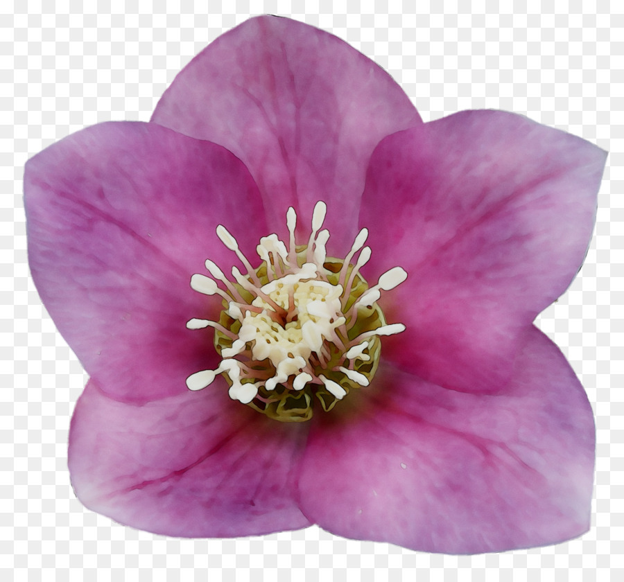 Rosa，Planta Herbácea PNG