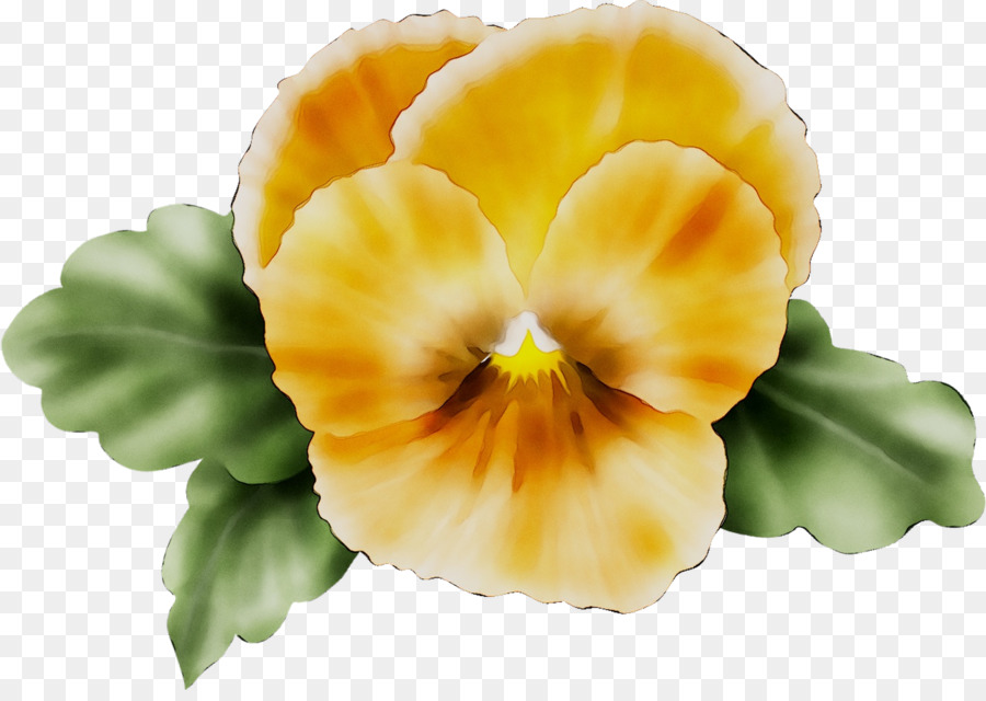 Pansy，Amarillo PNG