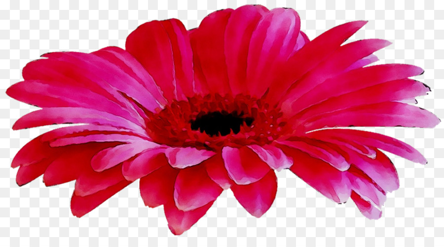 Transvaal Daisy，Blog PNG