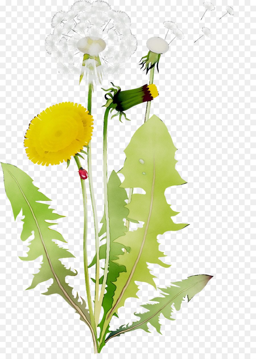 Diente De León，Diseño Floral PNG