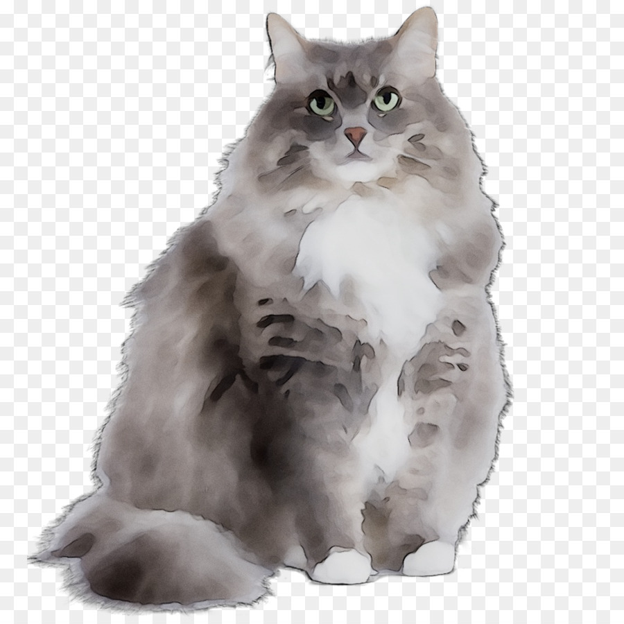 Gato Persa，Asiático Semilonghair PNG