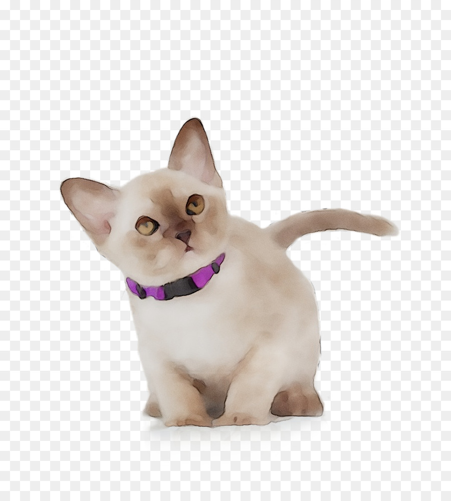 Tonkinese Gato，Gato Siamés PNG